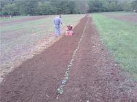 09_first_tomatoes_in_ground