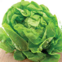 Bibb-lettuce