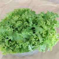 Green-leaf-lettuce