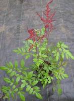 Red_astilbe_may07