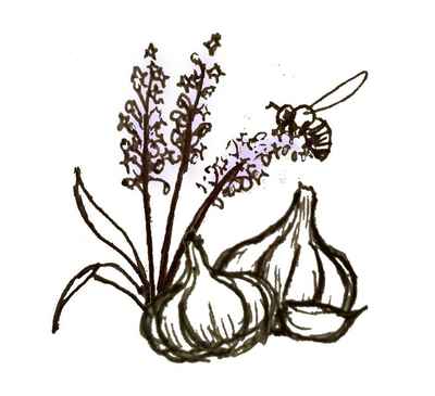 Garlic_icon_lavendar_light