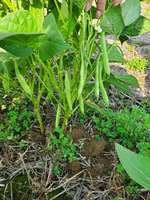 Pinto_beans_growing_2