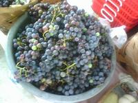 08_concord_grapes