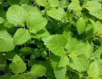 20170517_104811_lemonbalm