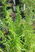 20170517_104840_rosemary