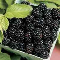 Blackberry