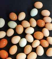 Gathered_chicken_eggs