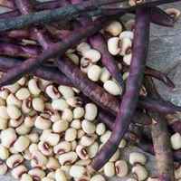 Peas_purple_hull