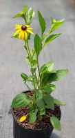 20220708_111132_rudbeckia