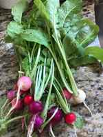 Easter_egg_radishes