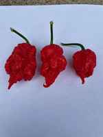 Carolina_reaper