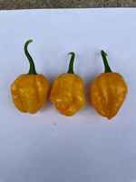 Moa_scotch_bonnet