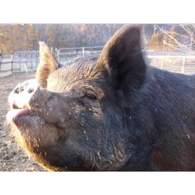 Sow's Ear Piggery - Local Grower